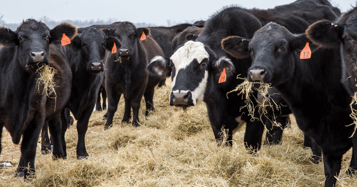 All Hay, No Cattle