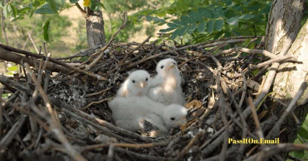 Baby Eagles In Nest