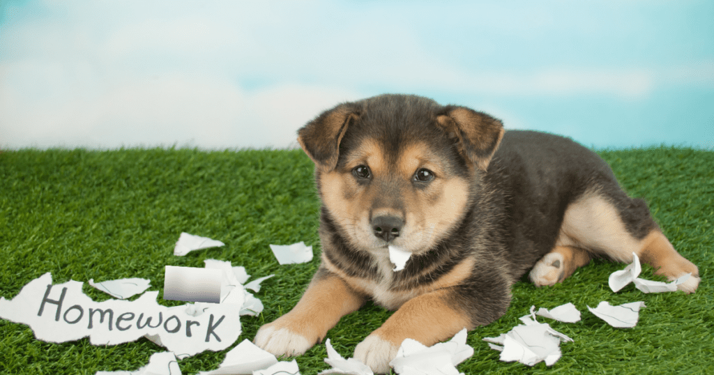 puppy eating homework