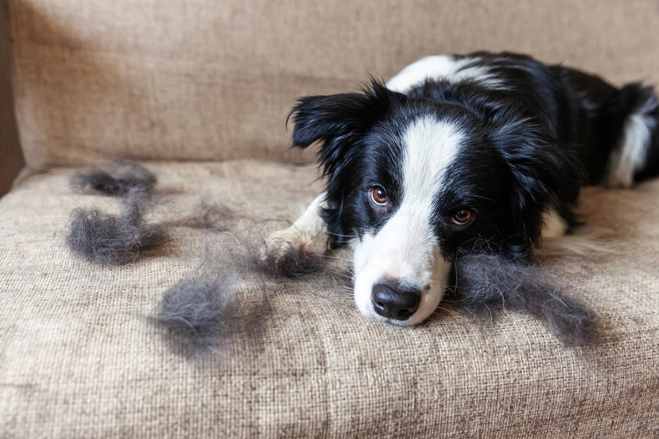 How to Get Rid of Dog Smell: HVAC Tips for a Fresher Home