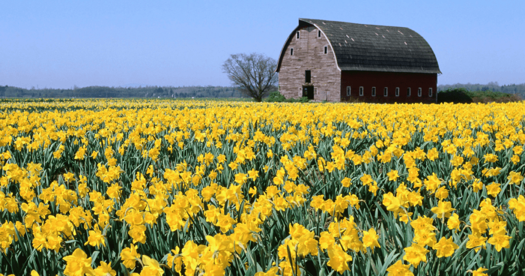 image of farm with yellow flowers in the grass