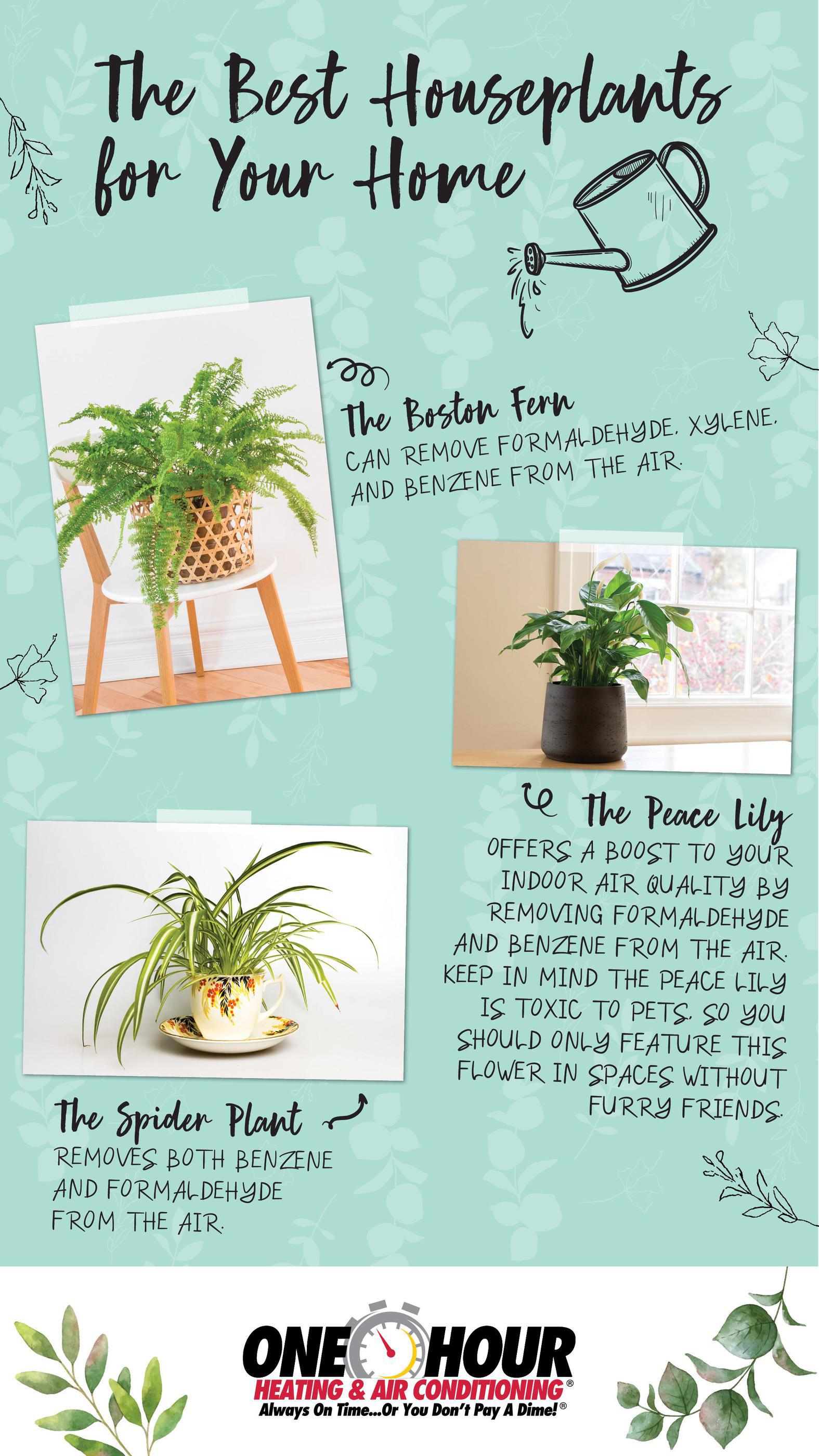 Houseplants Infographic