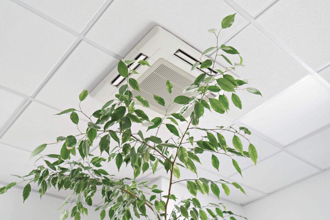 Indoor Air Quality: Reduce Dust And Pollen Allergens Today