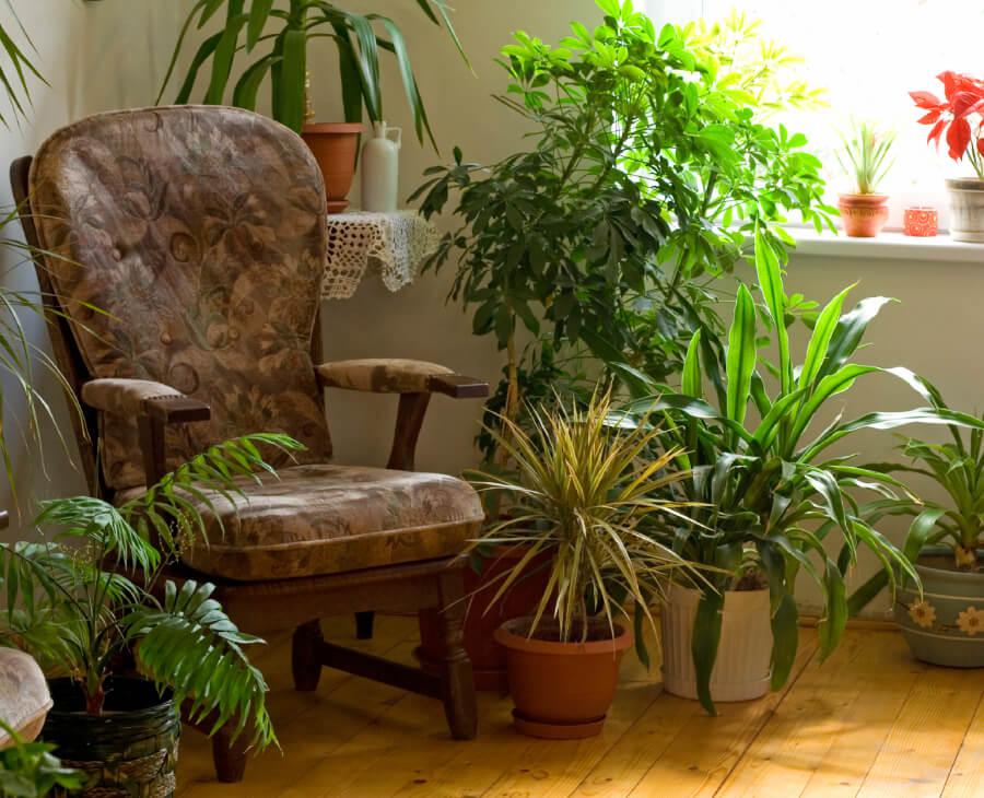 Top 3 Plants That Purify Your Home’s Air