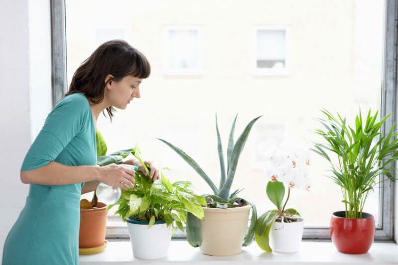 Natural Ways to Purify Your Home’s Air