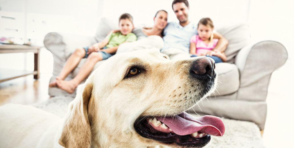 HVAC Care for Pet Owners in Chattanooga