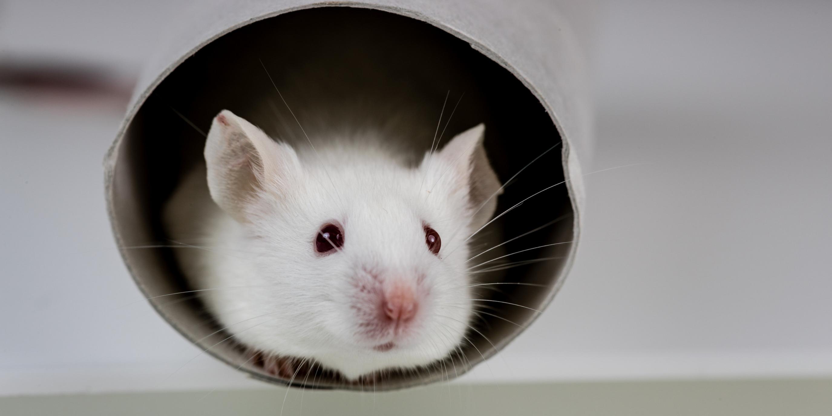 What to Do When a Rodent Dies in Your Ductwork