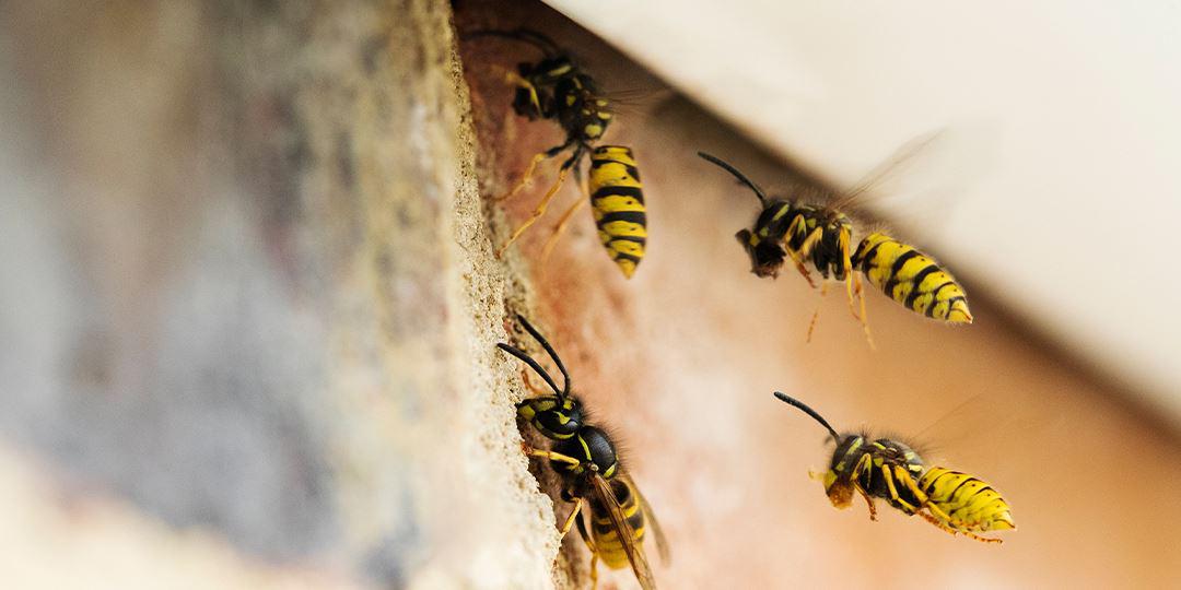 That Stings: What to Do About Wasps in AC Vents