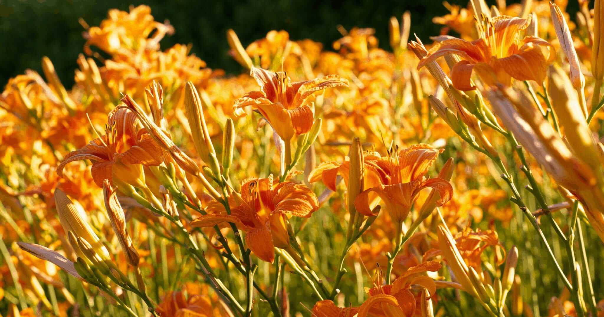 Orange Flowers