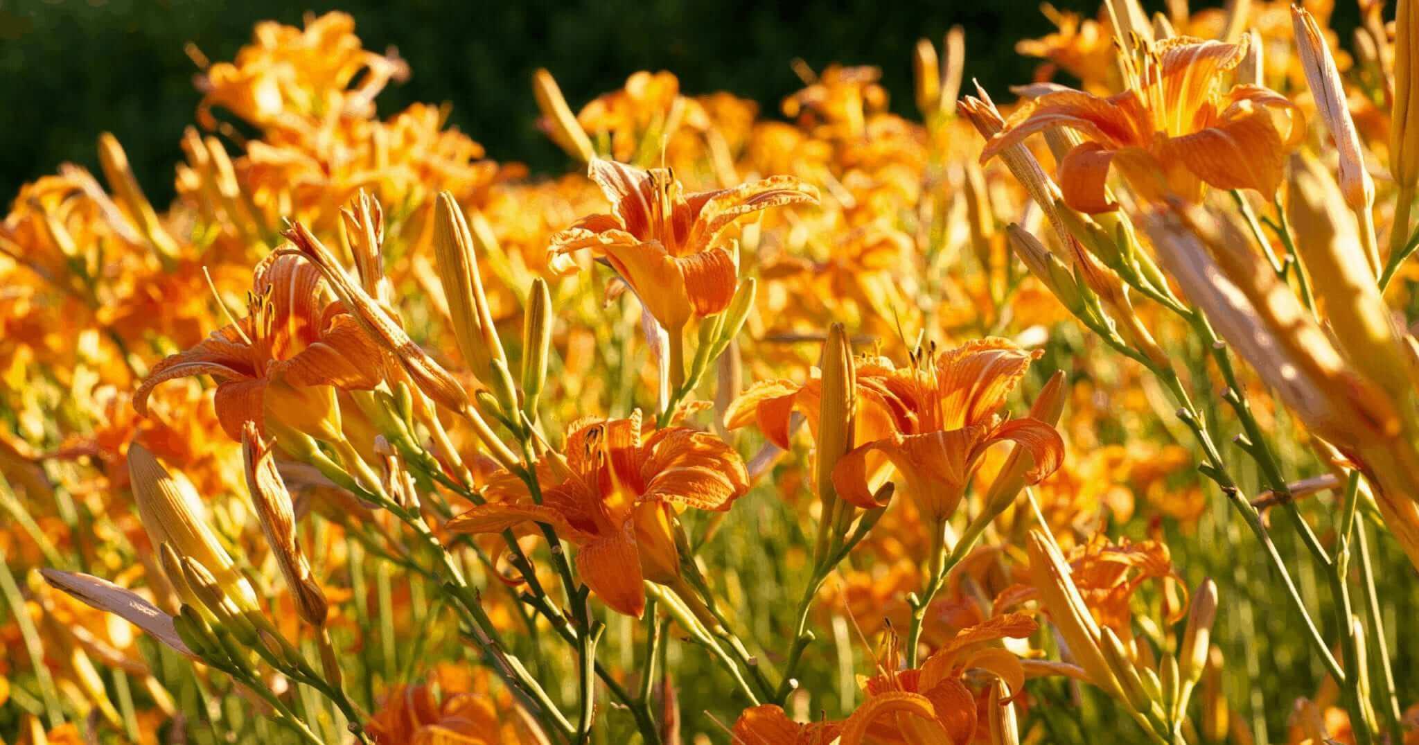 Orange Flowers