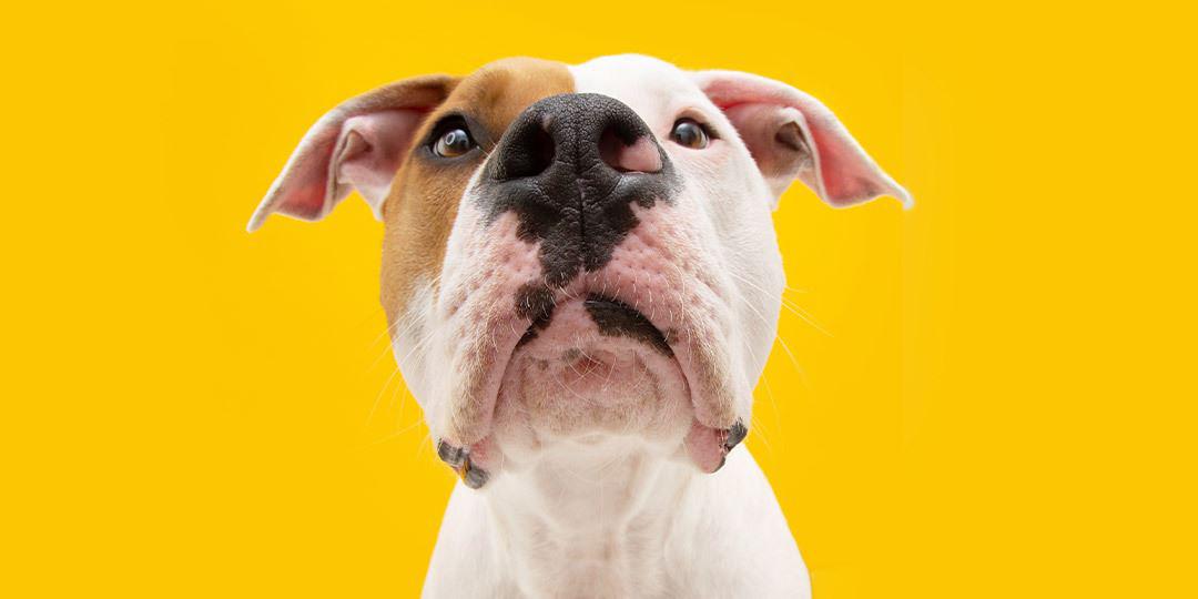 Can Dogs Detect Carbon Monoxide?