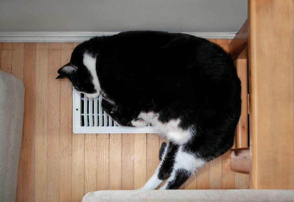 Caring for Your HVAC System When You Have Pets