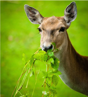 deer eating leaves