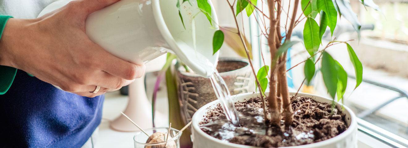 Air Purifying Plants to Have in Your Home