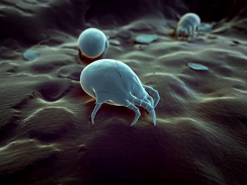 What Are Dust Mites?